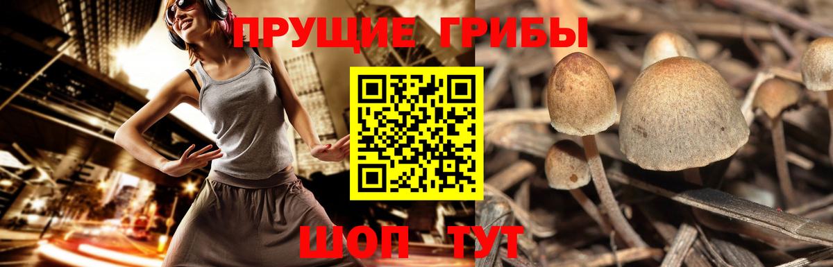Златоуст  Галлюциногенные грибы Psilocybe  Вход с VPN 
